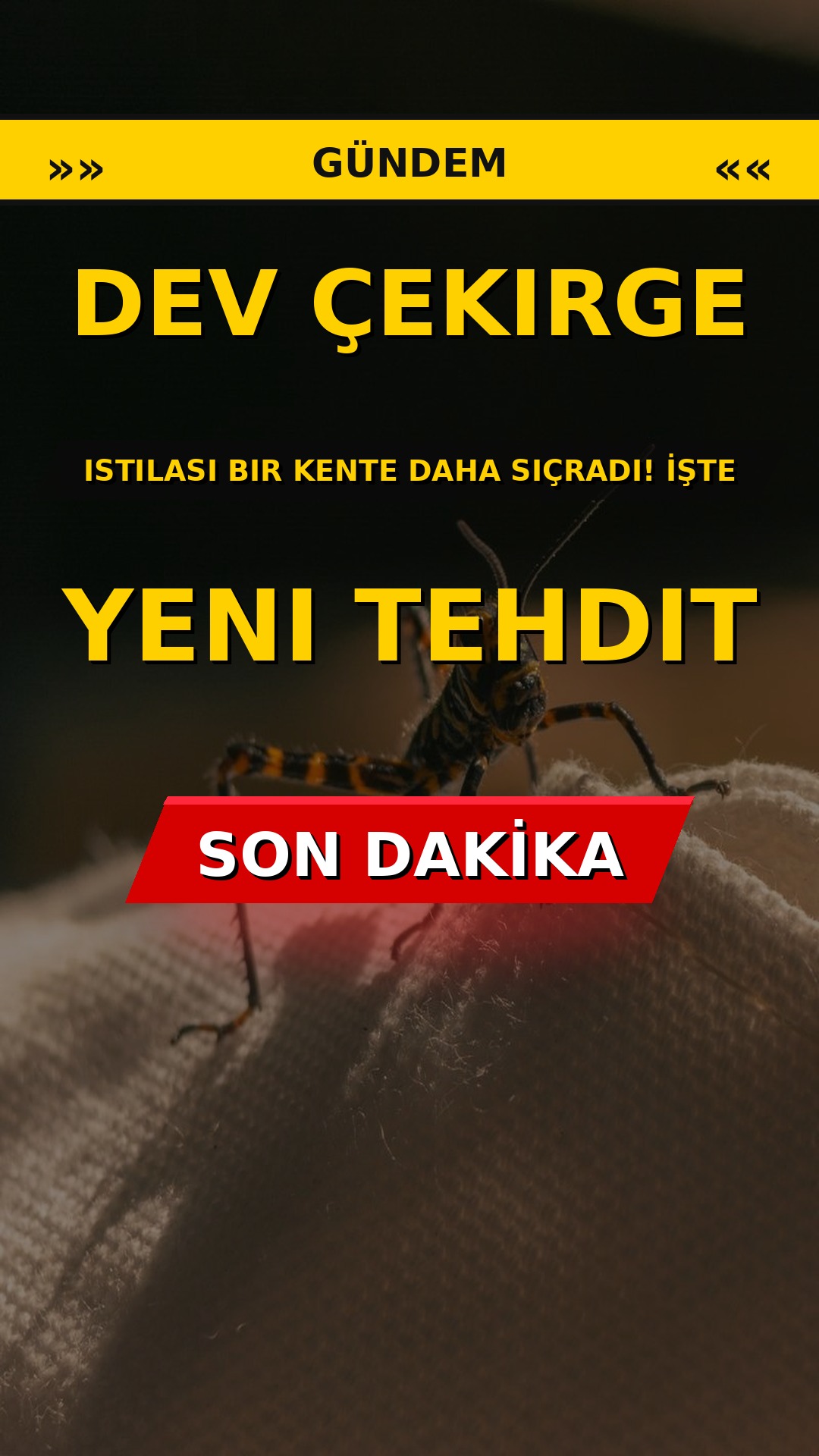 Dev çekirge istilası bir kente daha sıçradı! İşte yeni tehdit
