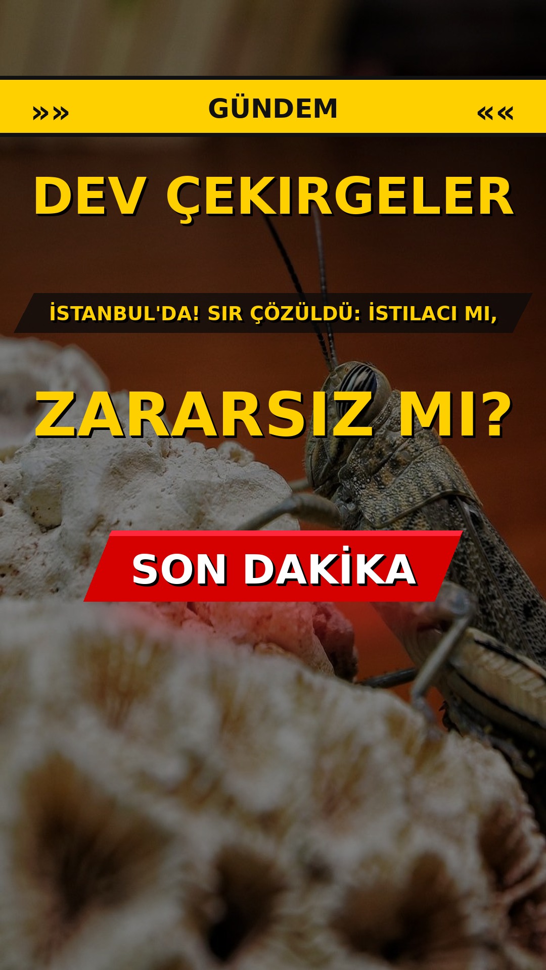 Dev Çekirgeler İstanbul'da! Sır Çözüldü: İstilacı mı, Zararsız mı?